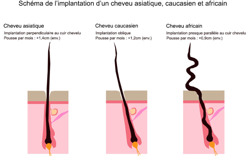 Comprendre le cycle de vie du cheveu et les spécificités du cheveu 4C afro crépu